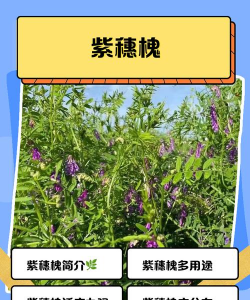 紫穗槐的养殖方法和注意事项