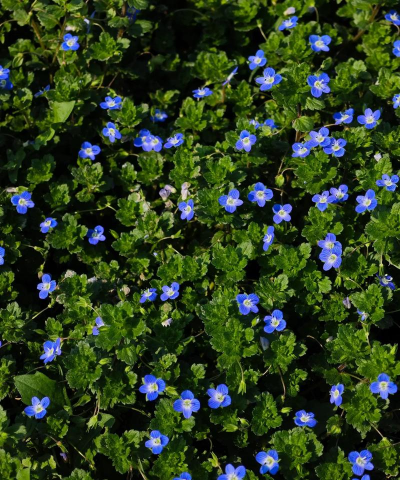 小众送妈妈的花有哪些花