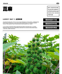 蓖麻为什么不让种植