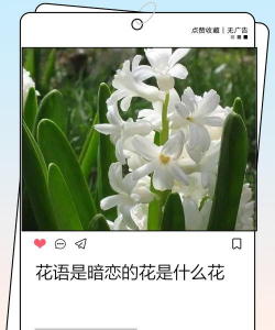 寓意着暗恋的花有哪些