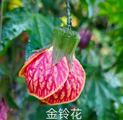 不常见稀有的花有哪些