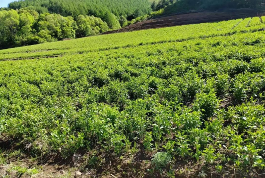 苍术适合什么地种植