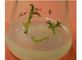 小众送妈妈的花有哪些花