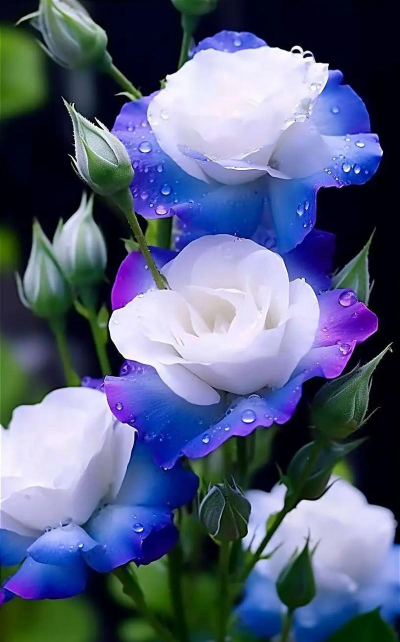 小众送妈妈的花有哪些花