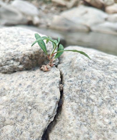 小众送妈妈的花有哪些花