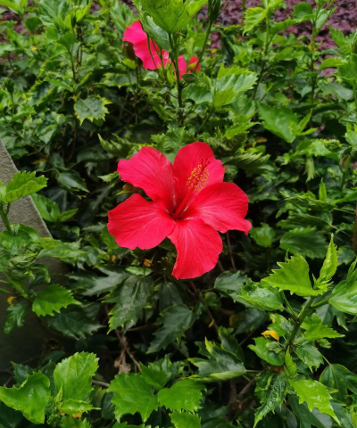 小众送妈妈的花有哪些花