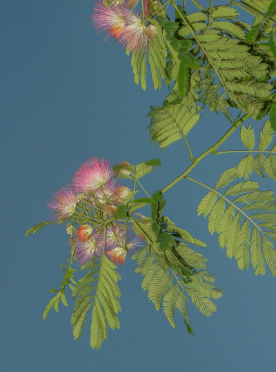 小众送妈妈的花有哪些花