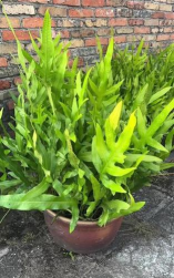 小众送妈妈的花有哪些花