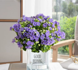 小众送妈妈的花有哪些花