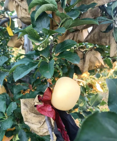 信浓甜苹果品种介绍