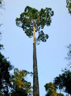 小众送妈妈的花有哪些花