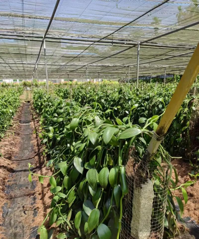 小众送妈妈的花有哪些花