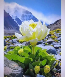 小众送妈妈的花有哪些花