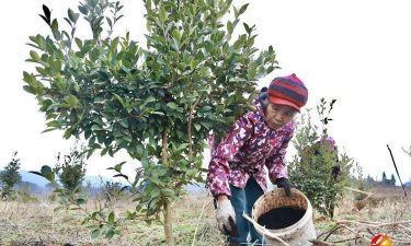 小众送妈妈的花有哪些花
