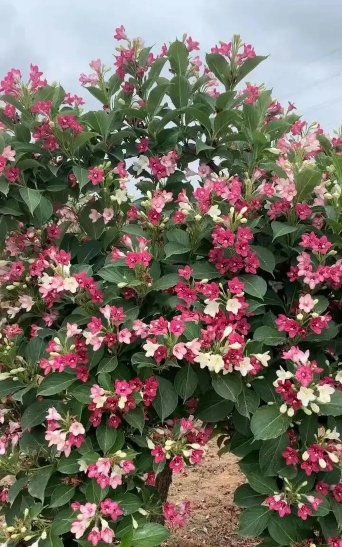 小众送妈妈的花有哪些花