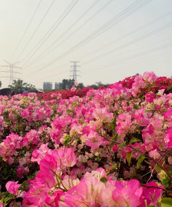 小众送妈妈的花有哪些花
