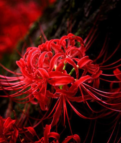 小众送妈妈的花有哪些花