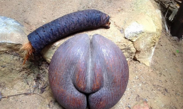 小众送妈妈的花有哪些花