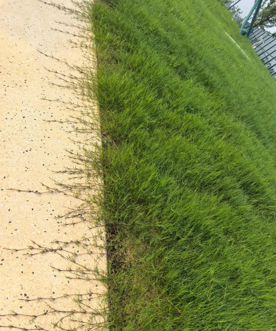 护坡砖内种的是什么品种的草