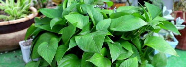 小众送妈妈的花有哪些花