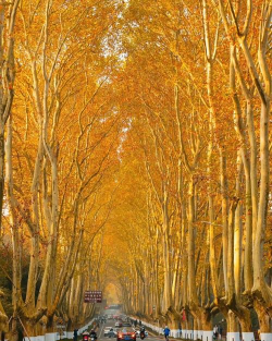 为什么叫法国梧桐树