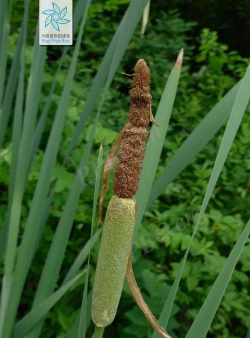 象牙菜是什么植物