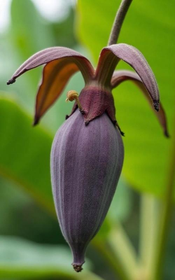 小众送妈妈的花有哪些花