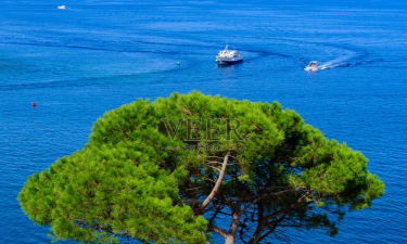 小众送妈妈的花有哪些花