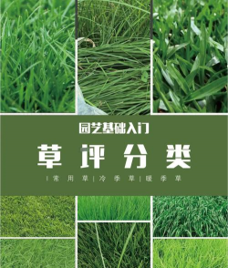 草坪草有哪些品种