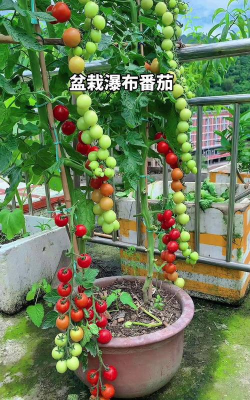 小众送妈妈的花有哪些花