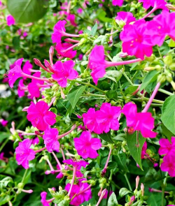 小众送妈妈的花有哪些花