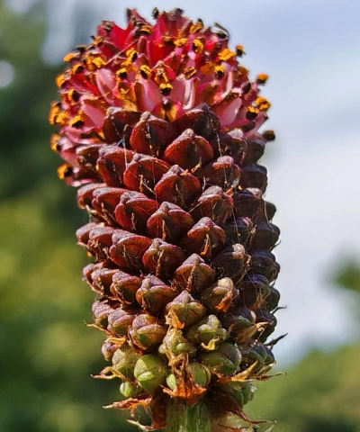 地榆是什么科植物