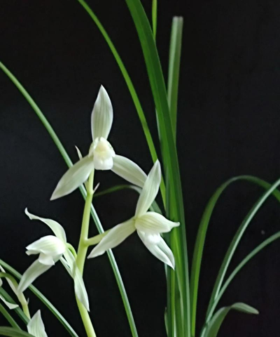 小众送妈妈的花有哪些花