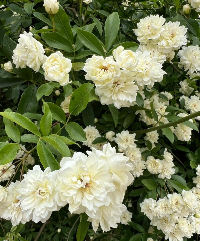 小众送妈妈的花有哪些花