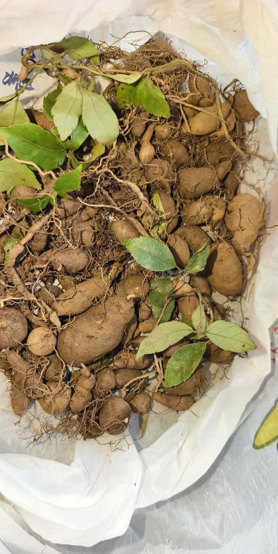 小众送妈妈的花有哪些花