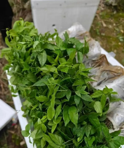 小众送妈妈的花有哪些花