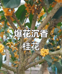 小众送妈妈的花有哪些花