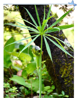 小众送妈妈的花有哪些花