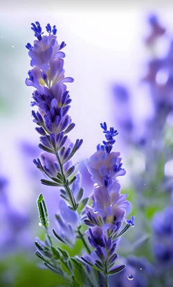 小众送妈妈的花有哪些花