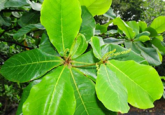 榄仁叶是什么树的叶子