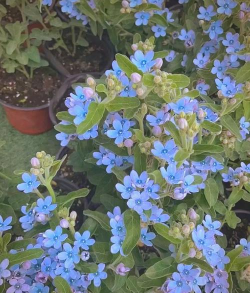 小众送妈妈的花有哪些花