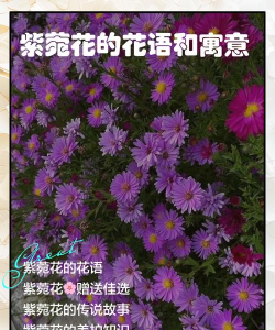 紫菀花的花语是什么