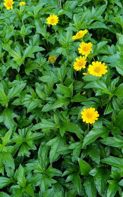 小众送妈妈的花有哪些花