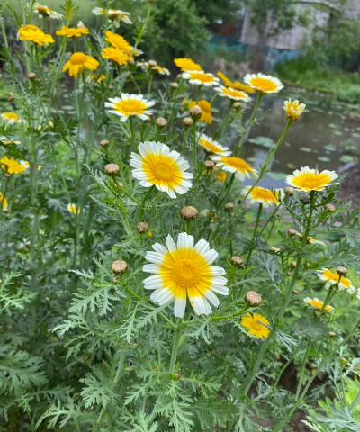 小众送妈妈的花有哪些花