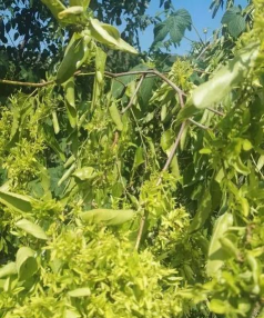 小众送妈妈的花有哪些花