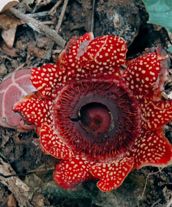 小众送妈妈的花有哪些花