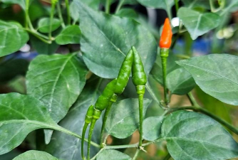 小众送妈妈的花有哪些花