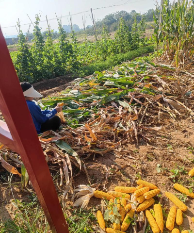 小众送妈妈的花有哪些花