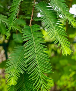 小众送妈妈的花有哪些花