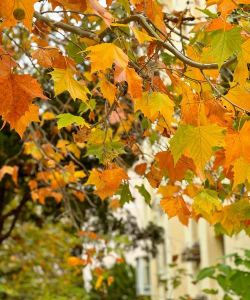 除了法国梧桐叶你在秋天还见过什么叶子它是什么颜色的